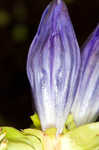 Bottle gentian